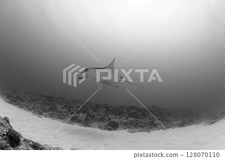 Diving scene in the sea of Iriomote Island Diving scene in the sea of Iriomote Island 128070110