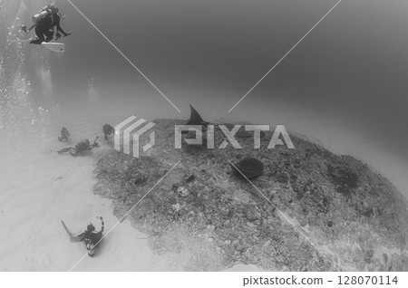 Diving scene in the sea of Iriomote Island Diving scene in the sea of Iriomote Island 128070114
