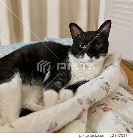 Black and white cat relaxing on a summer futon 128070374