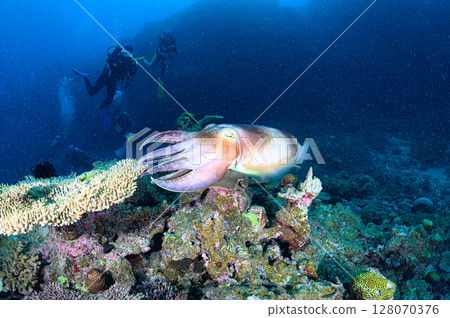 西表島海底潛水風景 128070376