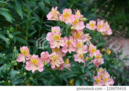 Alstroemeria "Summer Feeling" Peruvian lily Alstroemeria "Summer Feeling" Peruvian lily 128070418