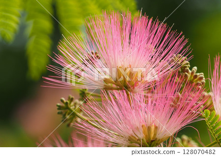 Nemu的花 128070482