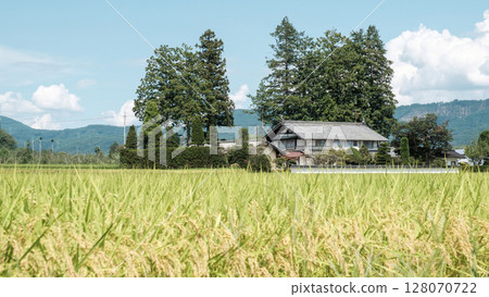 Country landscape in summer 128070722