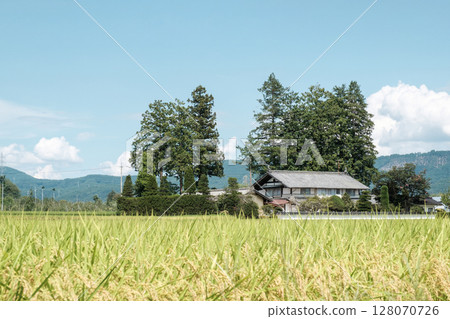 Country landscape in summer 128070726