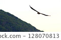 Moth 128070813