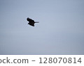 Moth 128070814