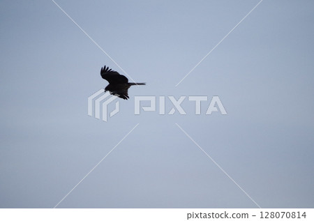 Moth Moth 128070814