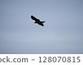 Moth 128070815