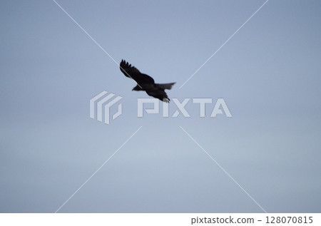 Moth Moth 128070815