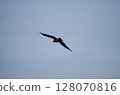 Moth 128070816