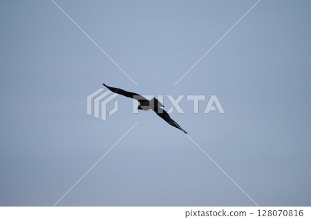 Moth Moth 128070816