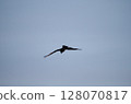 Moth 128070817