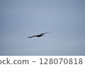 Moth 128070818
