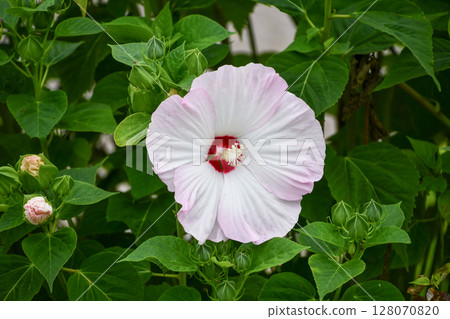 Swamp rose mallow Swamp rose mallow 128070820