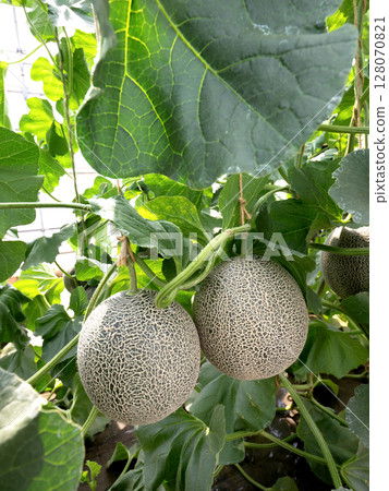 Melon greenhouse cultivation: Takami Melon Melon greenhouse cultivation: Takami Melon 128070821
