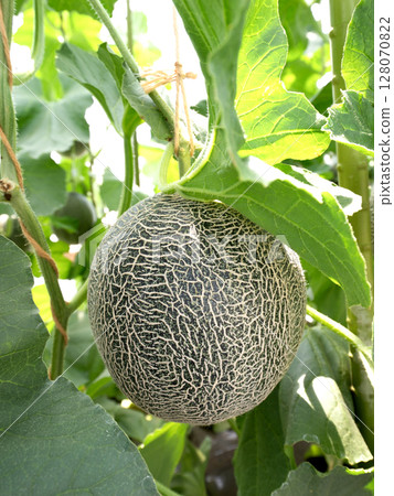 Melon greenhouse cultivation: Takami Melon 128070822