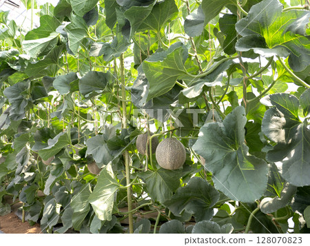 Melon greenhouse cultivation: Takami Melon Melon greenhouse cultivation: Takami Melon 128070823