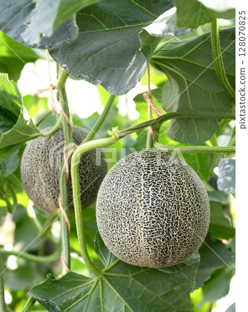Melon greenhouse cultivation: Takami Melon 128070825