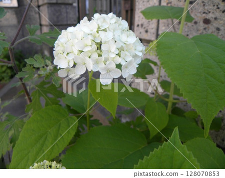 Enjoy the changing colors of Annabelle Hydrangea 128070853