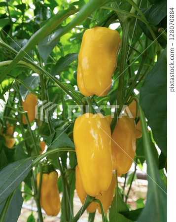 Greenhouse cultivation of paprika 128070884