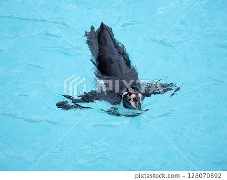 Humboldt penguin swimming on the water surface Humboldt penguin swimming on the water surface 128070892