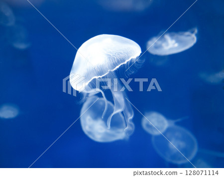 Moon jellyfish Moon jellyfish 128071114