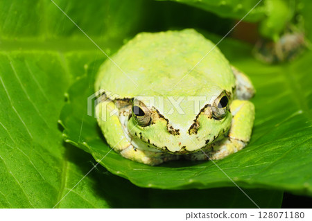 Japanese tree frog riding on a hydrangea leaf Japanese tree frog riding on a hydrangea leaf 128071180