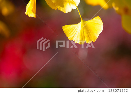 Yellow leaves of ginkgo biloba 128071352