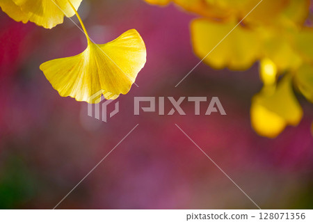 Yellow leaves of ginkgo biloba 128071356