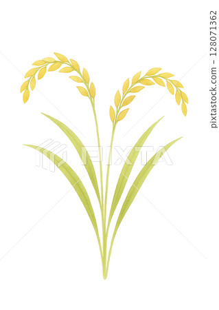 Golden rice ear Golden rice ear 128071362