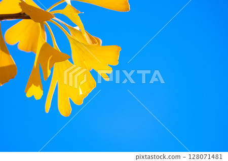 Yellow leaves of ginkgo biloba Yellow leaves of ginkgo biloba 128071481