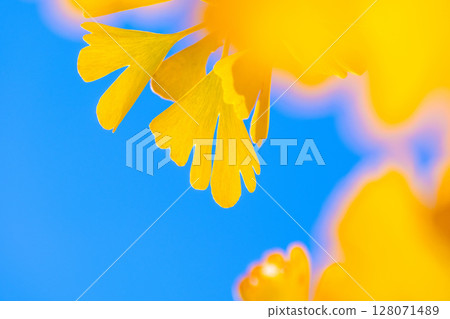 Yellow leaves of ginkgo biloba 128071489