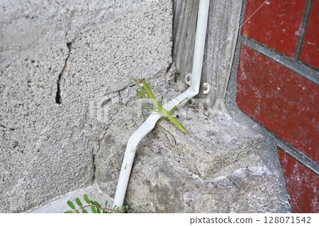 A weed-like mantis growing out of a crack in concrete A weed-like mantis growing out of a crack in concrete 128071542