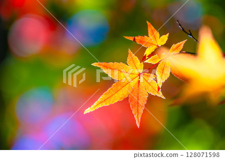 Bright autumn leaves 128071598