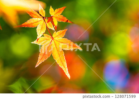 明亮的秋葉 128071599