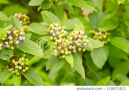 Green leaves and white berries of a plant with natural light. Dogwoods shrub with white fruits. 128071821