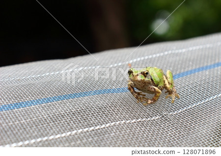 A tiny life, the Japanese tree frog A tiny life, the Japanese tree frog 128071896