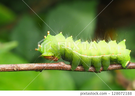 雌性信天翁的幼蟲 128072188