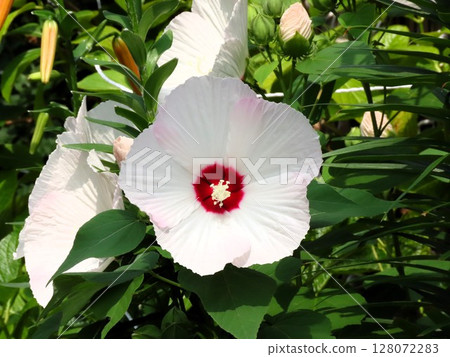 初夏花壇:芙蓉盛開:淡粉色 初夏花壇:芙蓉盛開:淡粉色 128072283