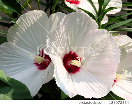 初夏花壇：芙蓉盛開：淡粉色 128072284