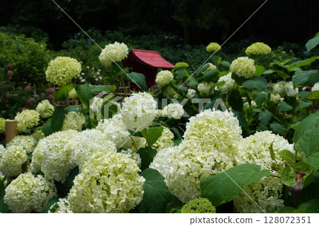 Kochoji Temple in June (Matsumoto City, Nagano Prefecture) 128072351