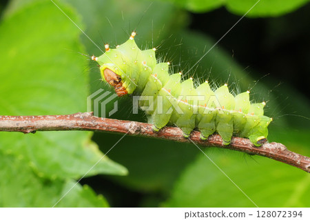 Larva of the female albatrossa Larva of the female albatrossa 128072394
