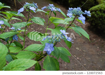 Hydrangeas at Kochoji Temple (Matsumoto City, Nagano Prefecture) 128072563