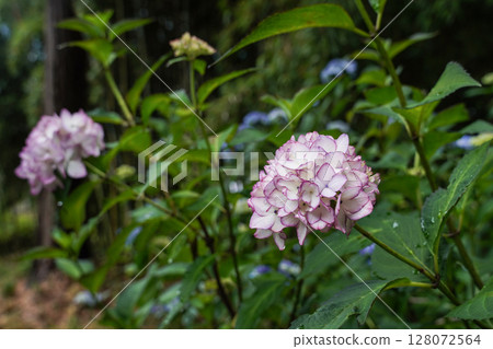 Hydrangeas at Kochoji Temple (Matsumoto City, Nagano Prefecture) Hydrangeas at Kochoji Temple (Matsumoto City, Nagano Prefecture) 128072564