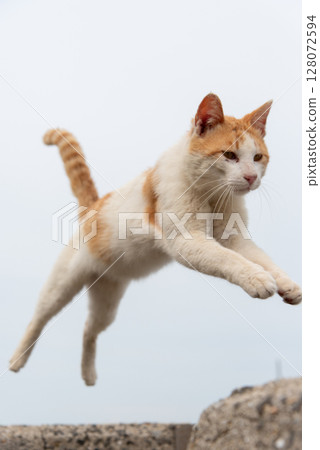 Cat to jump Cat to jump 128072594