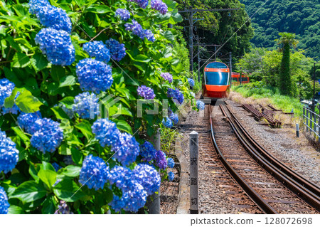 <Kanagawa Prefecture> Romance Car and Hydrangeas, Hakone Yumoto 128072698