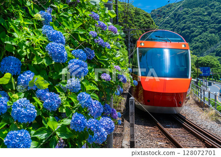 <Kanagawa Prefecture> Romance Car and Hydrangeas, Hakone Yumoto 128072701