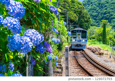 <神奈川縣>小田急線與繡球花、箱根湯本 128072703