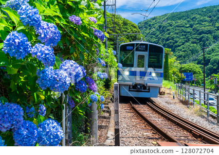 <神奈川縣>小田急線與繡球花、箱根湯本 <神奈川縣>小田急線與繡球花、箱根湯本 128072704