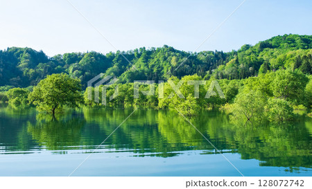 Submerged forest of Shirakawa lake Submerged forest of Shirakawa lake 128072742